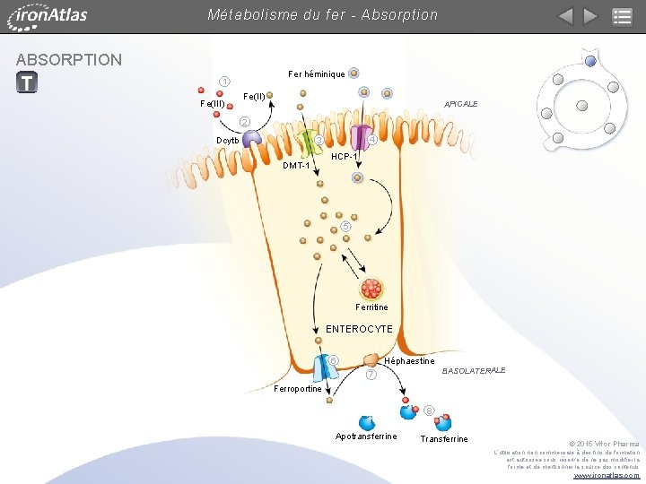 Métabolisme du fer - Absorption ABSORPTION Fer héminique 1 Fe(III) Fe(II) APICALE 2 Dcytb