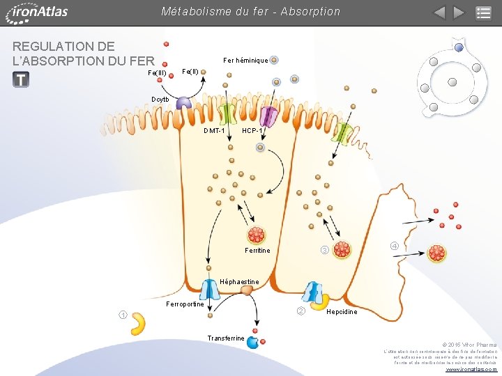 Métabolisme du fer - Absorption REGULATION DE L’ABSORPTION DU FER Fer héminique Fe(II) Fe(III)