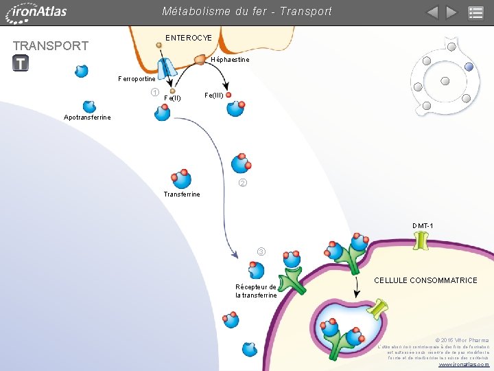 Métabolisme du fer - Transport ENTEROCYE TRANSPORT Héphaestine Ferroportine 1 Fe(II) Fe(III) Apotransferrine 2