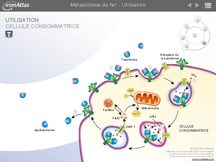 Métabolisme du fer - Utilisation UTILISATION CELLULE CONSOMMATRICE Récepteur de la transferrine Transferrine 1