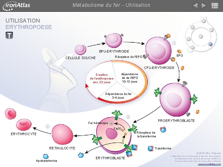 Métabolisme du fer - Utilisation UTILISATION ERYTHROPOESE 1 BFU-ERYTHROIDE EPO Récepteur de l'EPO CELLULE