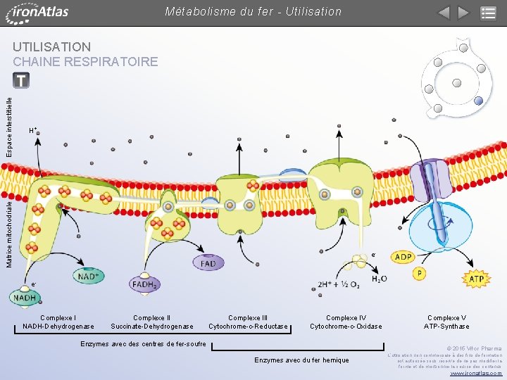 Métabolisme du fer - Utilisation H+ Matrice mitochodriale Espace interstitielle UTILISATION CHAINE RESPIRATOIRE e-