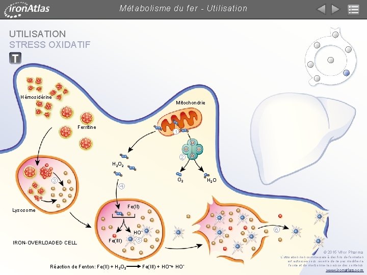 Métabolisme du fer - Utilisation UTILISATION STRESS OXIDATIF Hémosidérine Mitochondrie Ferritine 1 2 H