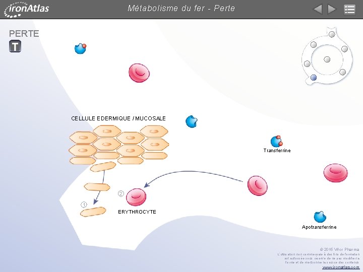 Métabolisme du fer - Perte PERTE CELLULE EDERMIQUE / MUCOSALE Transferrine 2 1 ERYTHROCYTE