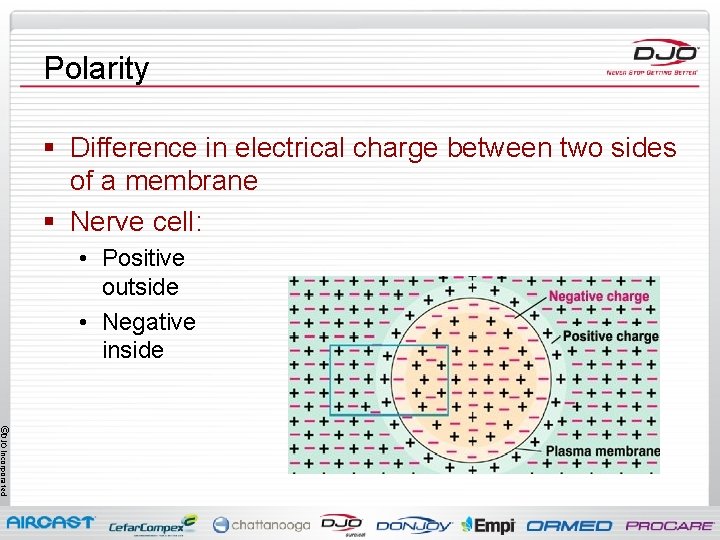 Polarity § Difference in electrical charge between two sides of a membrane § Nerve