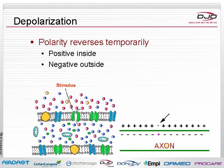 Depolarization § Polarity reverses temporarily • Positive inside • Negative outside ©DJO Incorporated 