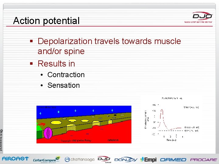 Action potential § Depolarization travels towards muscle and/or spine § Results in • Contraction