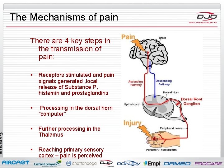 The Mechanisms of pain There are 4 key steps in the transmission of pain: