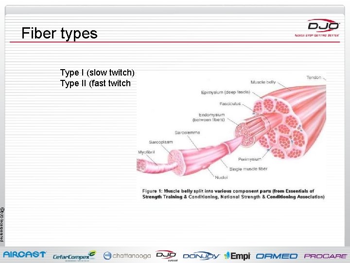 Fiber types Type I (slow twitch) Type II (fast twitch ©DJO Incorporated 