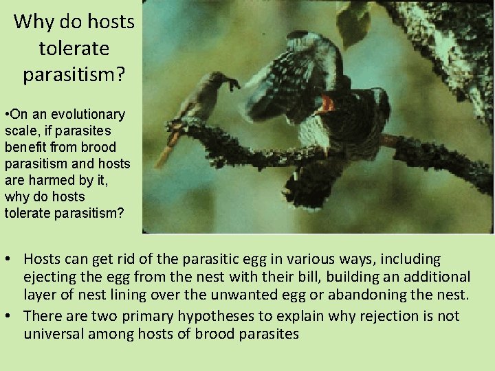 Why do hosts tolerate parasitism? • On an evolutionary scale, if parasites benefit from