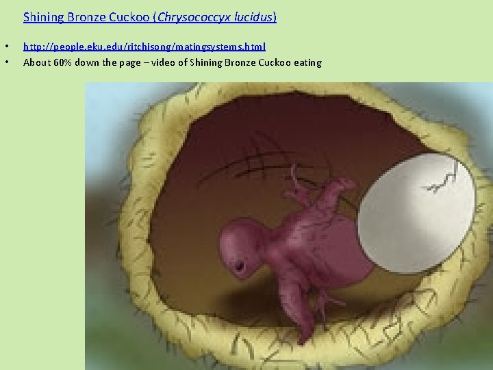 Shining Bronze Cuckoo (Chrysococcyx lucidus) • • http: //people. eku. edu/ritchisong/matingsystems. html About 60%