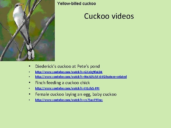 Yellow-billed cuckoo Cuckoo videos • Diederick’s cuckoo at Pete’s pond • • http: //www.