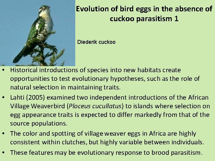 Evolution of bird eggs in the absence of cuckoo parasitism 1 Diederik cuckoo •