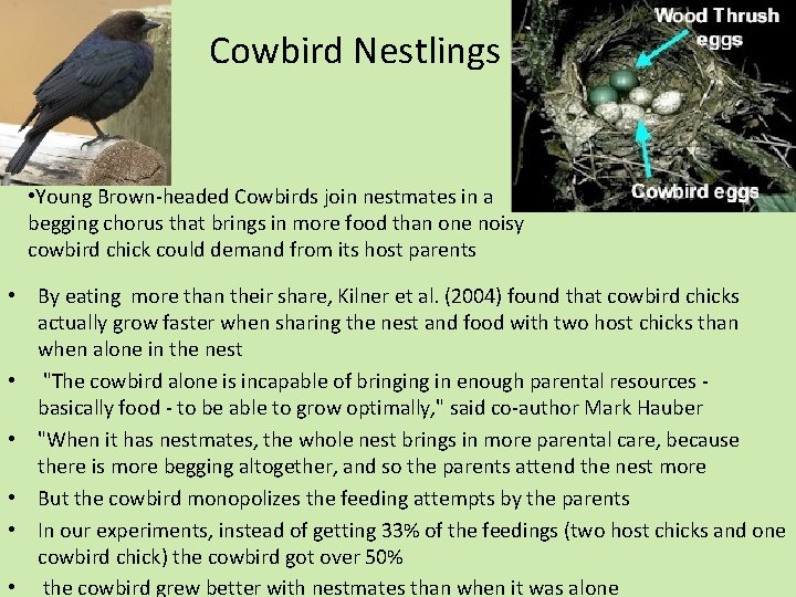 Cowbird Nestlings • Young Brown-headed Cowbirds join nestmates in a begging chorus that brings