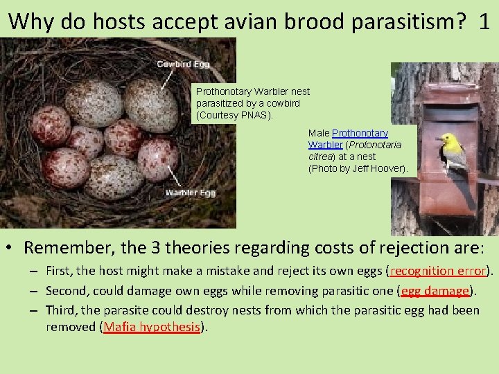 Why do hosts accept avian brood parasitism? 1 Prothonotary Warbler nest parasitized by a