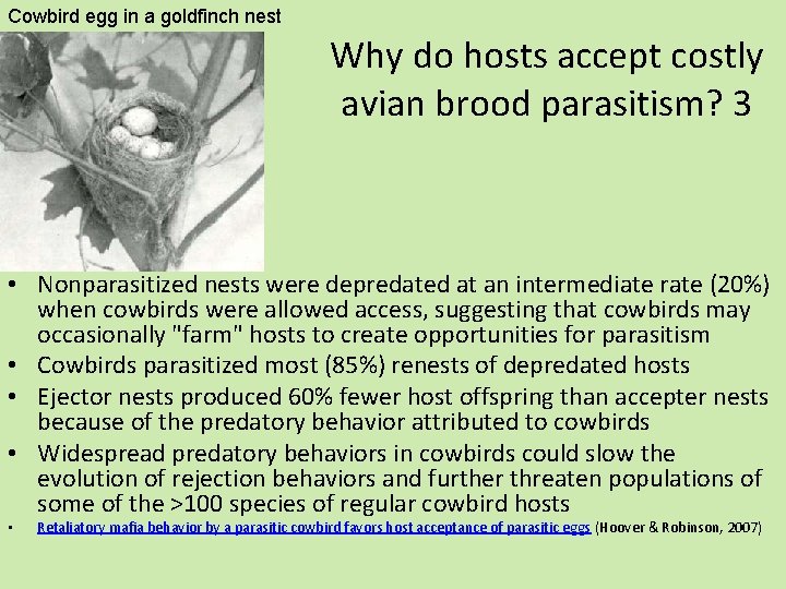 Cowbird egg in a goldfinch nest Why do hosts accept costly avian brood parasitism?