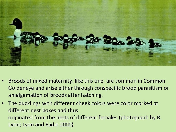  • Broods of mixed maternity, like this one, are common in Common Goldeneye