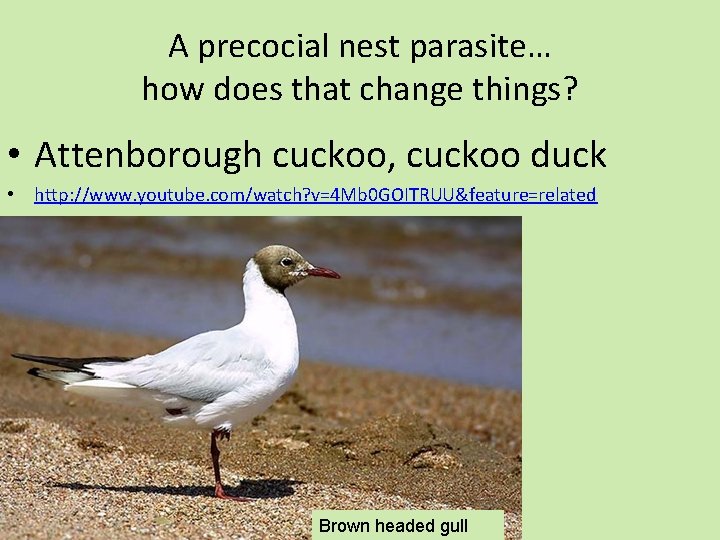 A precocial nest parasite… how does that change things? • Attenborough cuckoo, cuckoo duck