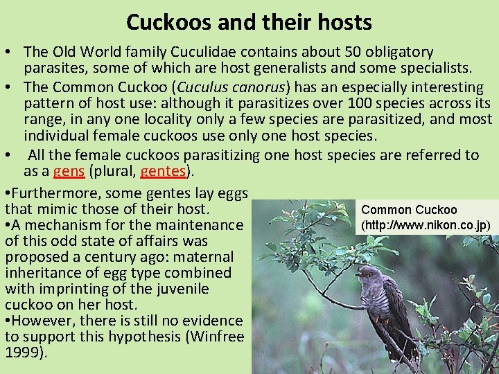 Cuckoos and their hosts • The Old World family Cuculidae contains about 50 obligatory