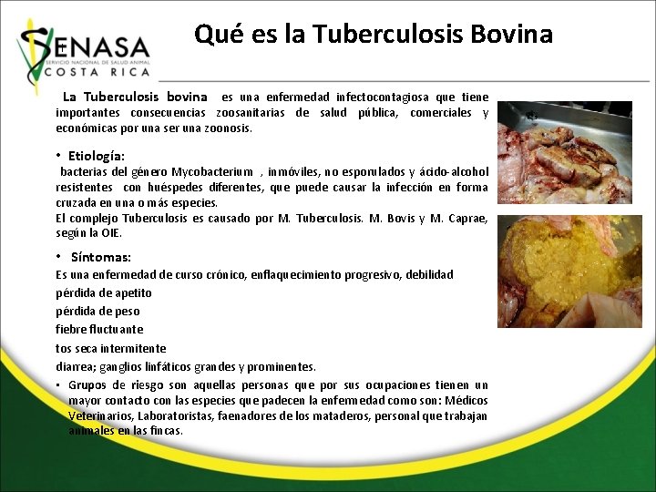 || Qué es la Tuberculosis Bovina La Tuberculosis bovina es una enfermedad infectocontagiosa que