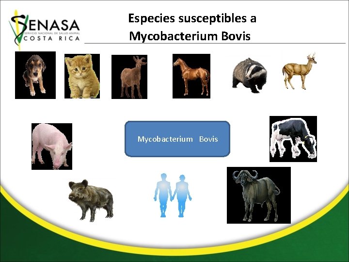Especies susceptibles a Mycobacterium Bovis 