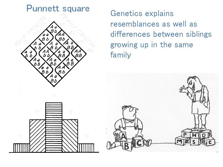 Punnett square Genetics explains resemblances as well as differences between siblings growing up in