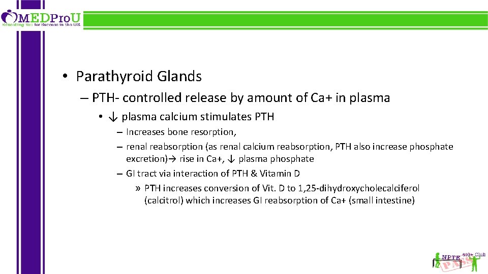  • Parathyroid Glands – PTH- controlled release by amount of Ca+ in plasma