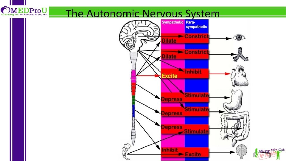 The Autonomic Nervous System 