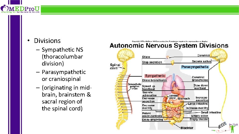  • Divisions – Sympathetic NS (thoracolumbar division) – Parasympathetic or craniospinal – (originating