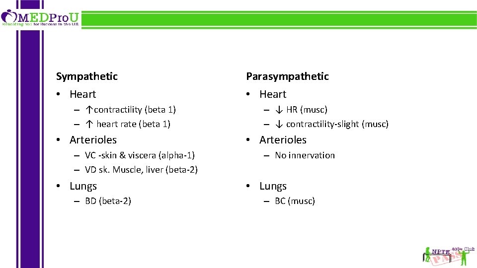 Sympathetic Parasympathetic • Heart – ↑contractility (beta 1) – ↑ heart rate (beta 1)