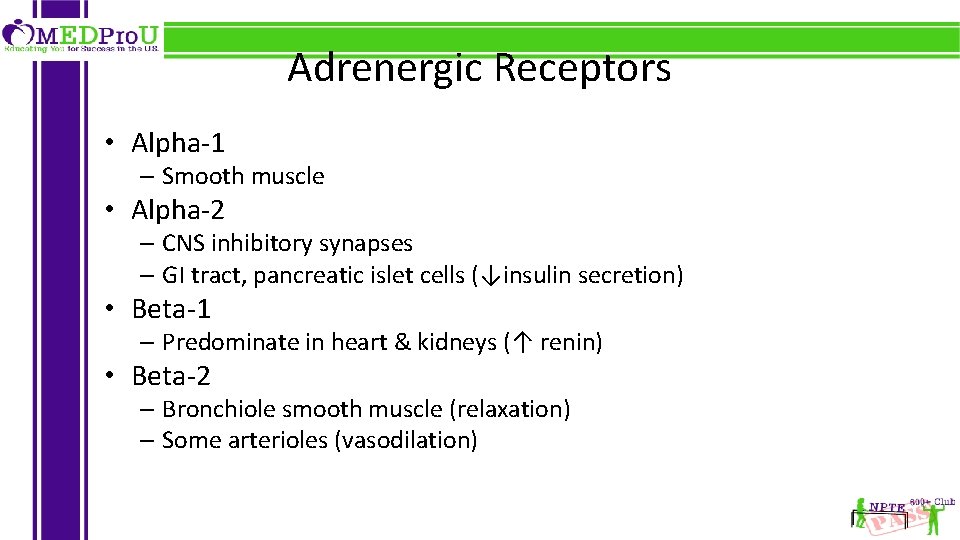 Adrenergic Receptors • Alpha-1 – Smooth muscle • Alpha-2 – CNS inhibitory synapses –