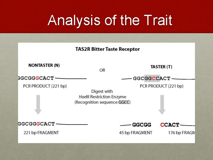 Analysis of the Trait 