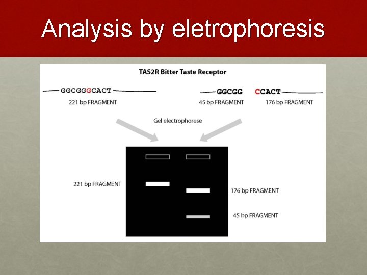 Analysis by eletrophoresis 