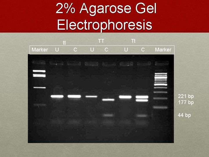 2% Agarose Gel Electrophoresis TT tt Marker U C U Tt C U C