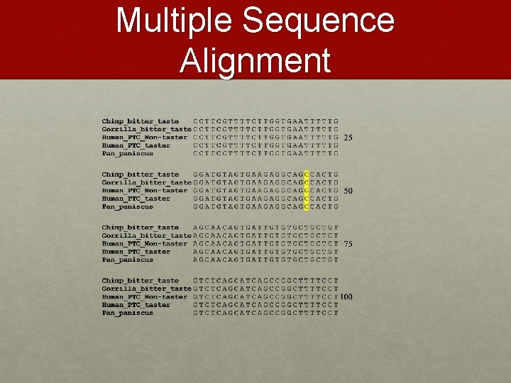 Multiple Sequence Alignment 