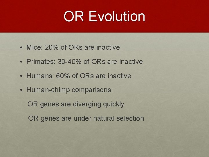 OR Evolution • Mice: 20% of ORs are inactive • Primates: 30 -40% of