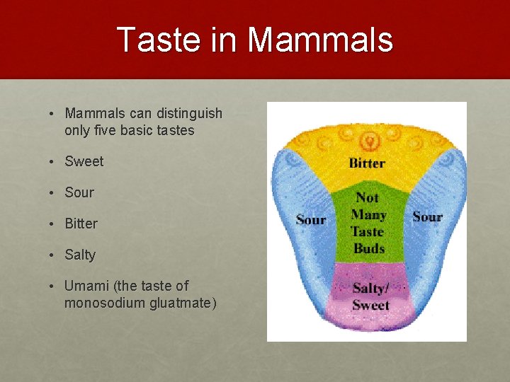 Taste in Mammals • Mammals can distinguish only five basic tastes • Sweet •