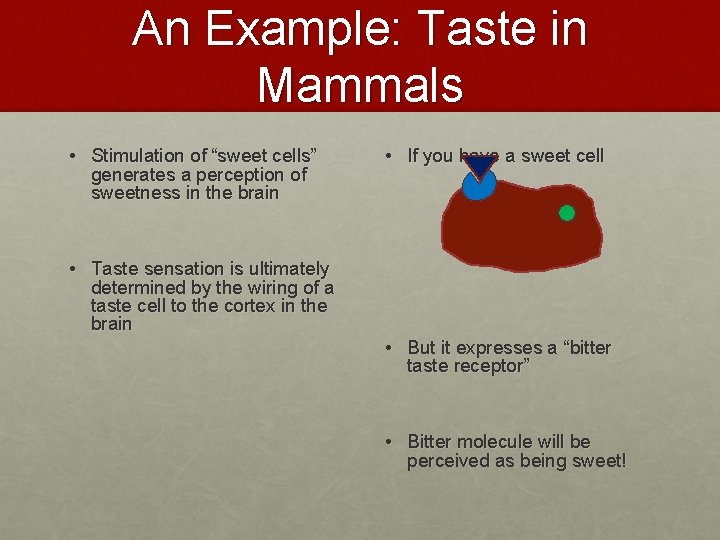 An Example: Taste in Mammals • Stimulation of “sweet cells” generates a perception of