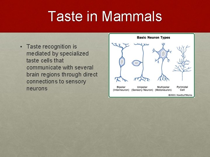 Taste in Mammals • Taste recognition is mediated by specialized taste cells that communicate