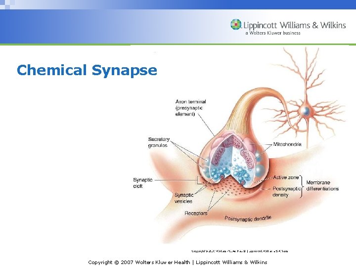 Chemical Synapse Copyright © 2007 Wolters Kluwer Health | Lippincott Williams & Wilkins 