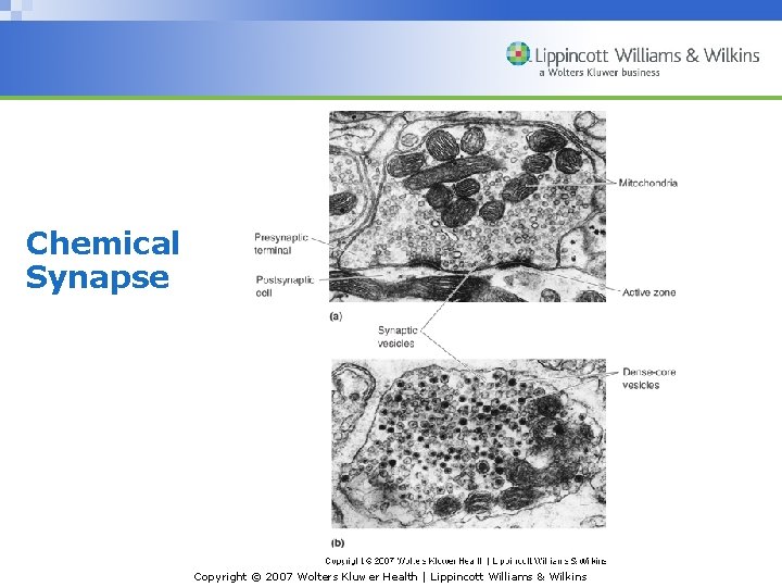 Chemical Synapse Copyright © 2007 Wolters Kluwer Health | Lippincott Williams & Wilkins 