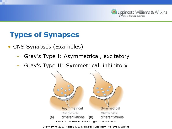 Types of Synapses • CNS Synapses (Examples) – Gray’s Type I: Asymmetrical, excitatory –