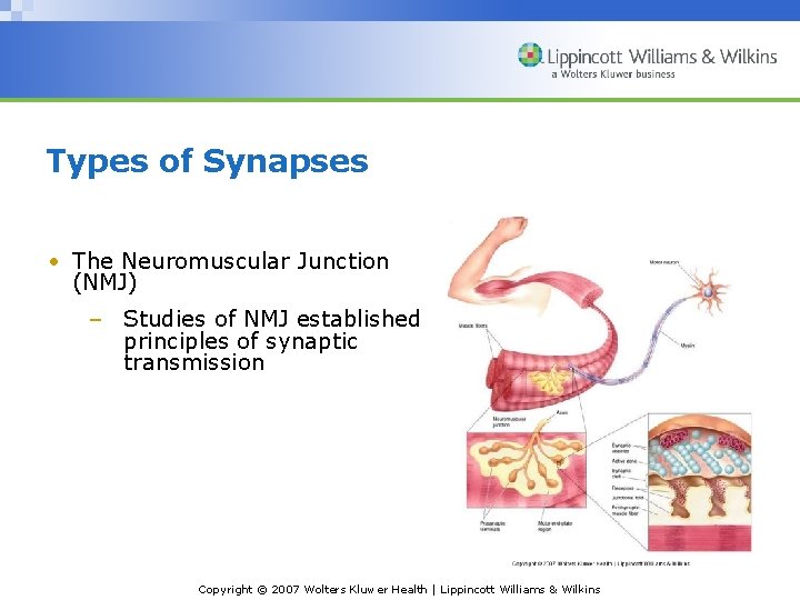 Types of Synapses • The Neuromuscular Junction (NMJ) – Studies of NMJ established principles