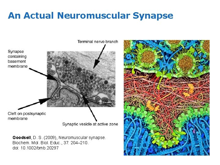 An Actual Neuromuscular Synapse Goodsell, D. S. (2009), Neuromuscular synapse. Biochem. Mol. Biol. Educ.