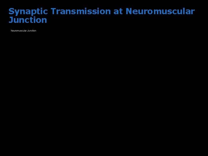 Synaptic Transmission at Neuromuscular Junction 
