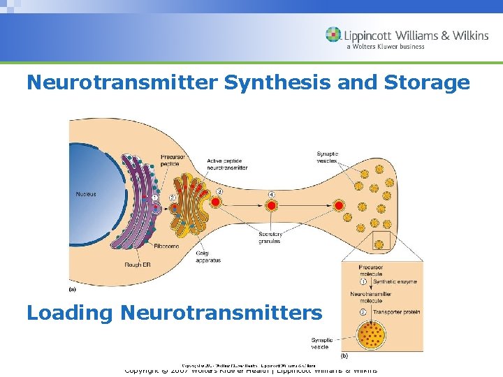 Neurotransmitter Synthesis and Storage Loading Neurotransmitters Copyright © 2007 Wolters Kluwer Health | Lippincott