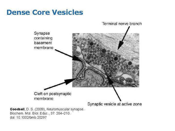 Dense Core Vesicles Goodsell, D. S. (2009), Neuromuscular synapse. Biochem. Mol. Biol. Educ. ,