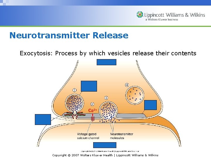 Neurotransmitter Release Exocytosis: Process by which vesicles release their contents Copyright © 2007 Wolters