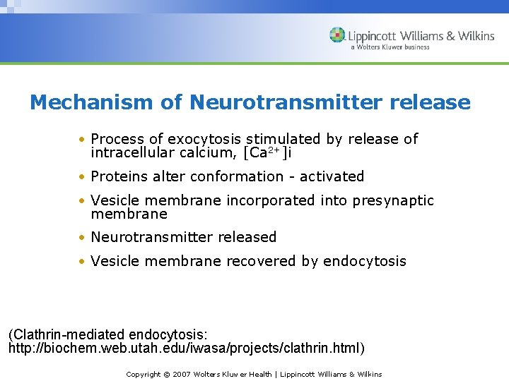 Mechanism of Neurotransmitter release • Process of exocytosis stimulated by release of intracellular calcium,