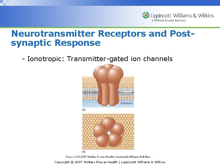 Neurotransmitter Receptors and Postsynaptic Response - Ionotropic: Transmitter-gated ion channels Copyright © 2007 Wolters